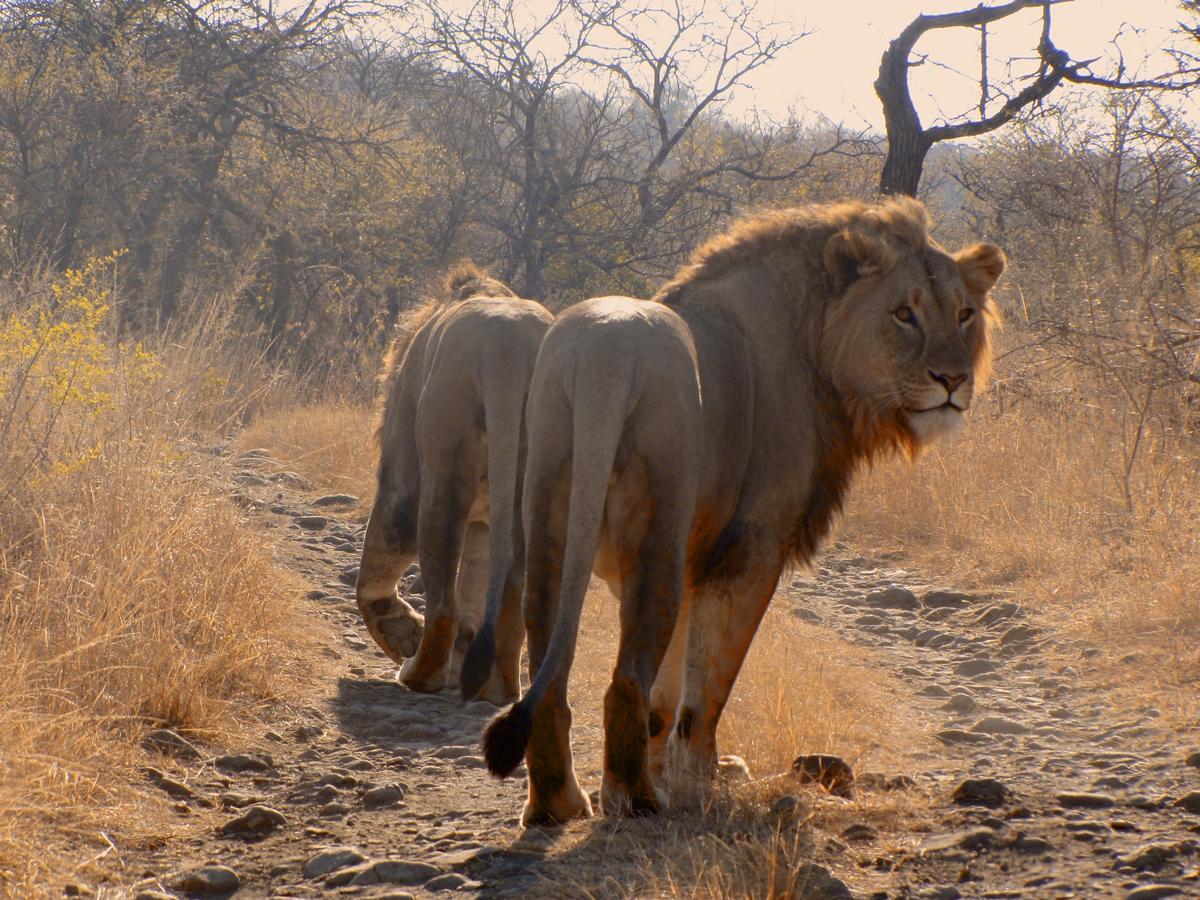 Esiweni Luxury Safari Lodge เลดี้สมิธ ภายนอก รูปภาพ